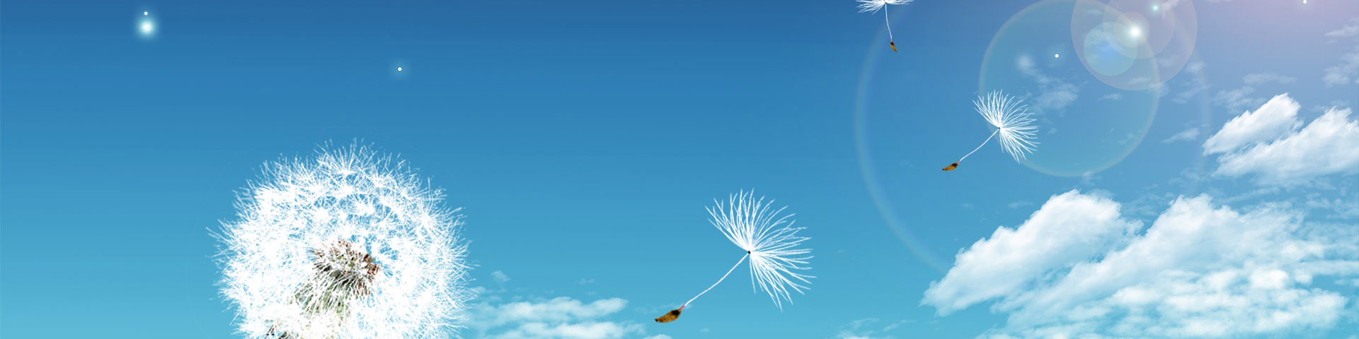 dandelion